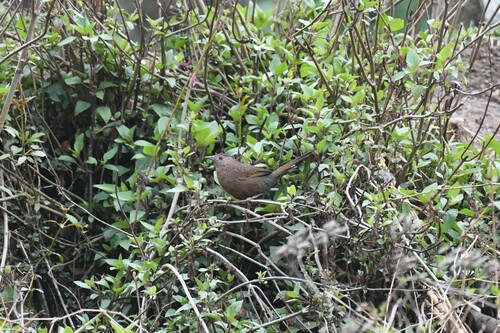 Bhutan Laughingthrush (Trochalopteron imbricatum), photo 10
