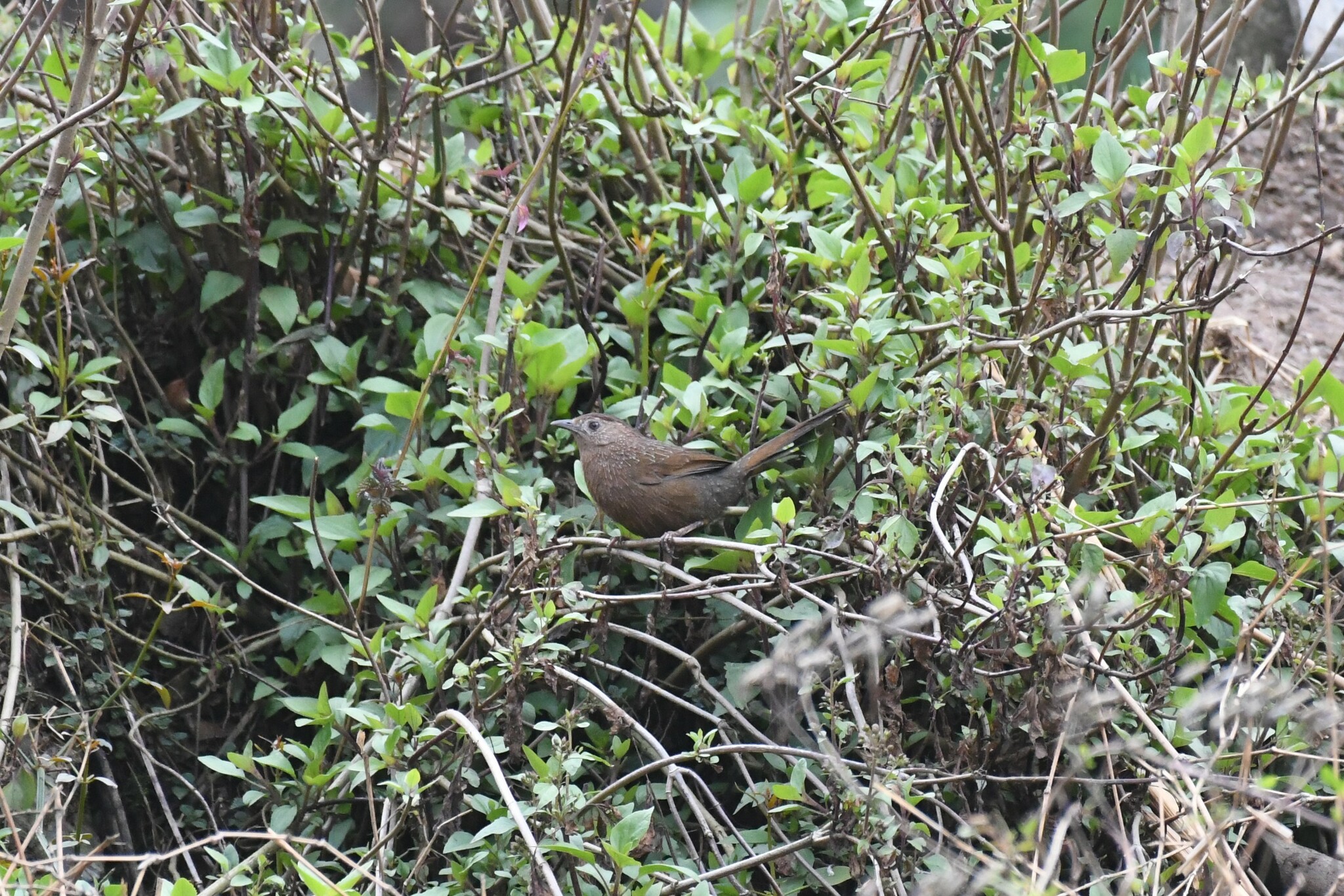 Bhutan Laughingthrush