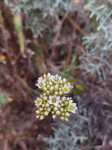 Crassula fallax