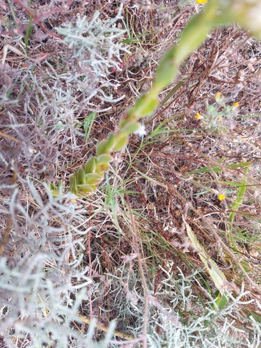 Crassula fallax