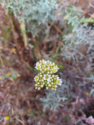 Crassula fallax
