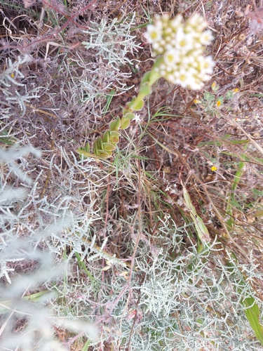 Crassula fallax