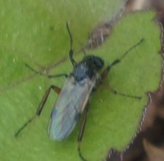 Bibio articulatus