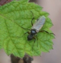 Bibio articulatus