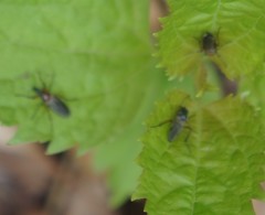 Bibio articulatus