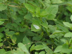 Pieris rapae crucivora