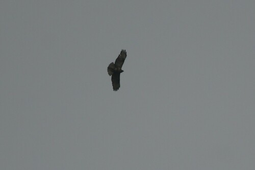 Himalayan Buzzard (Buteo refectus), photo 7