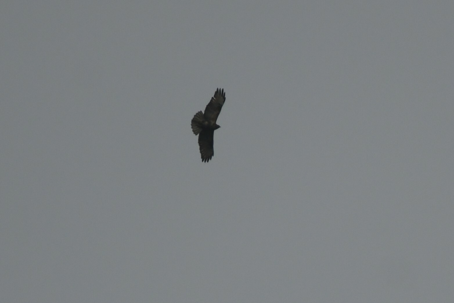 Himalayan Buzzard (Buteo refectus), photo 8