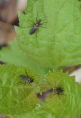 Bibio articulatus