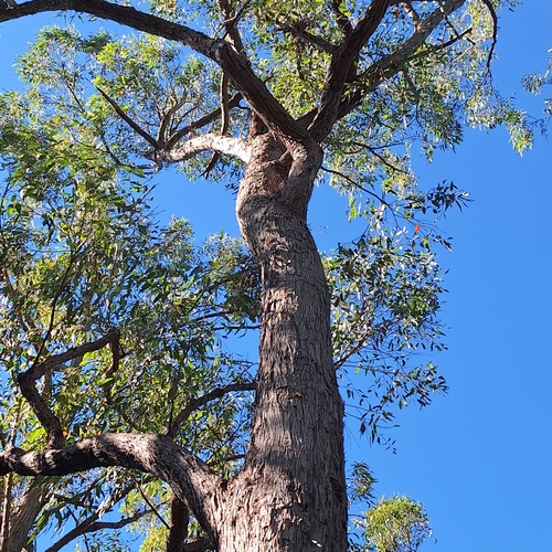 Image of Eucalyptus psammitica by (c) Greg Tasney, some rights reserved (CC BY-SA)