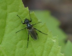 Bibio articulatus