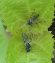 Bibio articulatus