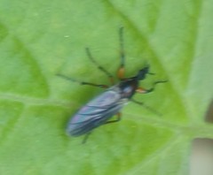 Bibio articulatus