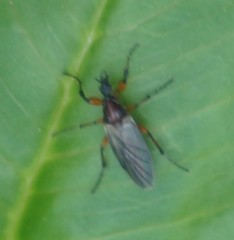 Bibio articulatus