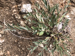 Phyllanthus maderaspatensis