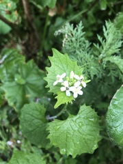 Alliaria petiolata