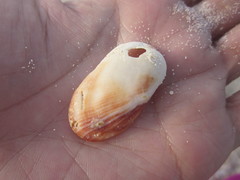 Barbatia