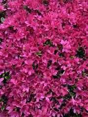 Rhododendron