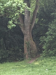 Sciurus vulgaris