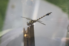 Paragomphus capricornis