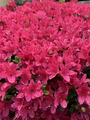 Rhododendron