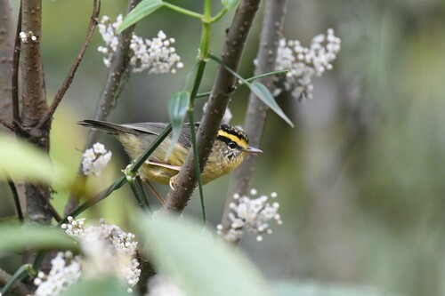 Yellow-throated Fulvetta (Schoeniparus cinereus), photo 10
