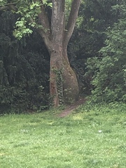Sciurus vulgaris