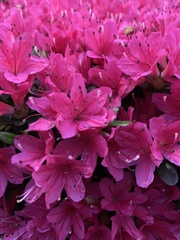 Rhododendron