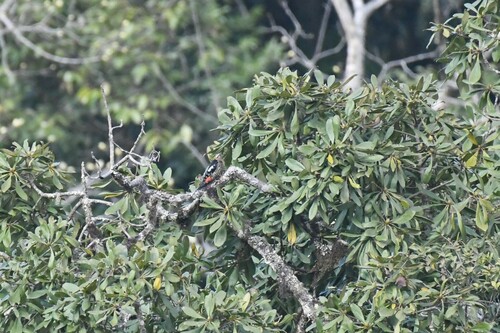 Darjeeling Woodpecker (Dendrocopos darjellensis), photo 5
