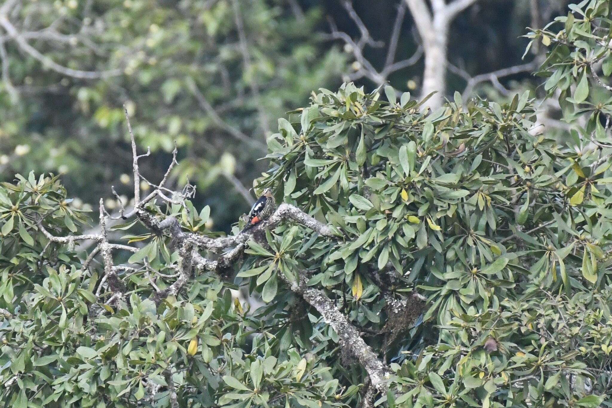 Darjeeling Woodpecker (Dendrocopos darjellensis), photo 5