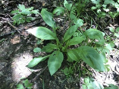 Solidago patula