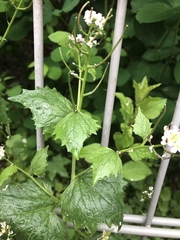 Alliaria petiolata