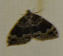 Lampropteryx suffumata