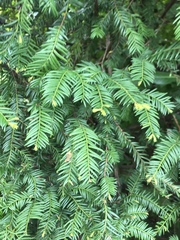 Taxaceae