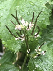 Alliaria petiolata
