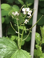 Alliaria petiolata