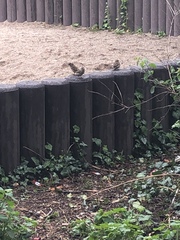 Passer domesticus