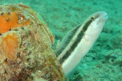 Petroscirtes breviceps