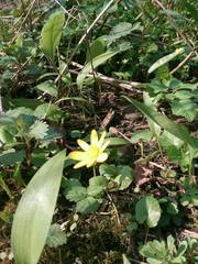 Ficaria verna