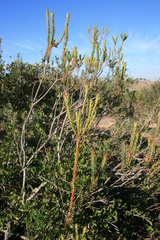 Leucadendron stellare