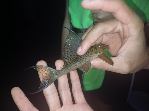 Threadfin pleco (Hypostomus nematopterus) — Loricariidae