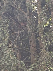 Sciurus vulgaris