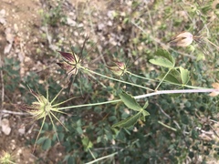 Hibiscus caesius caesius