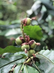 Alpinia hainanensis