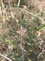 Hibiscus caesius caesius