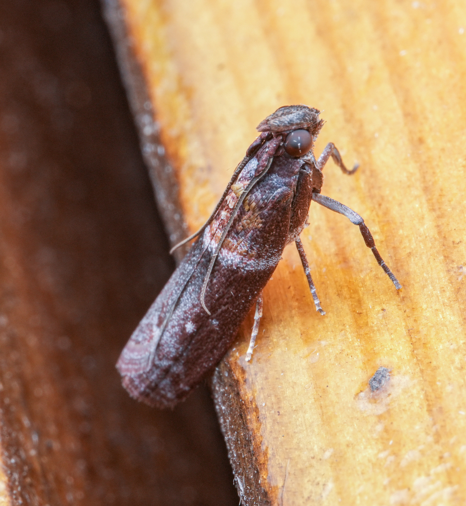 Addyme inductalis