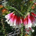 Epacris longiflora - Photo (c) Toby Hudson, algunos derechos reservados (CC BY-SA)