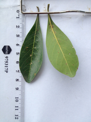 Terminalia microcarpa