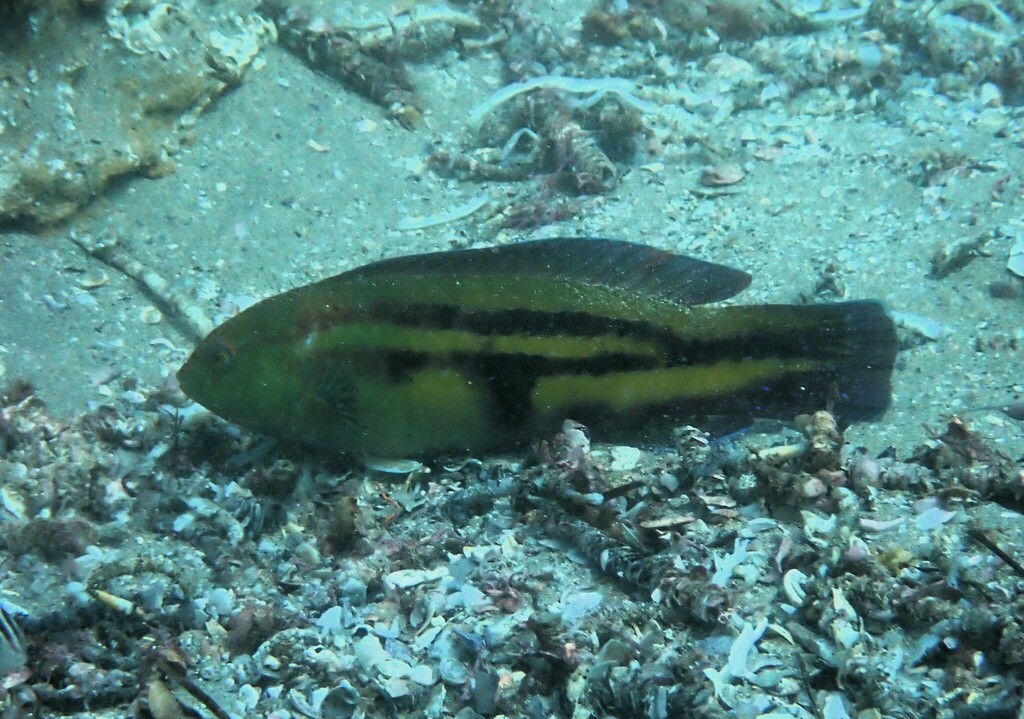 Senator Wrasse from Oak Park Beach, 156-164 Ewos Parade, Cronulla NSW ...