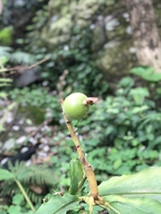 Alpinia hainanensis